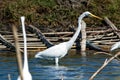 TheÃÂ great egretÃÂ - Ardea alba Royalty Free Stock Photo